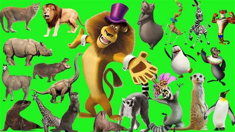 Wild Animals Videos For Toddlerscreate Factory Images Builder