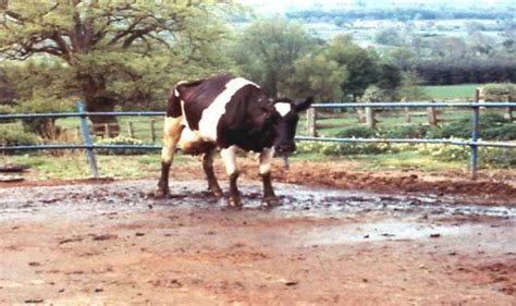 mad cow disease outbreak on somerset farm officials close off area uk news uk