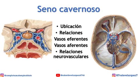 Seno Cavernoso Ubicaci N Vasos Aferentes Vasos Eferentes