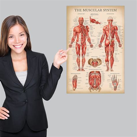 Vintage Muscular System Anatomical Chart Human Muscle Anatomy Poster