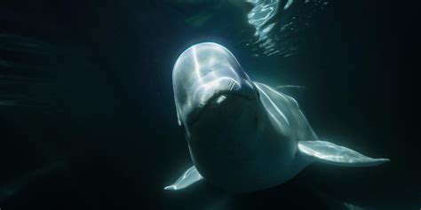 14 Fascinating Facts About Beluga Whales Travel Manitoba