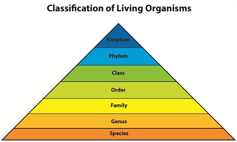 Classification درجہ بندی Of Living Organisms Playz All