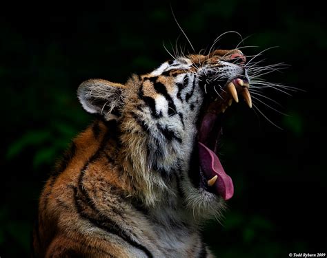 Tiger Roar A Photo On Flickriver