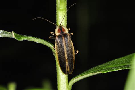 5 Facts About Lightning Bugs Great Parks Of Hamilton County Blog