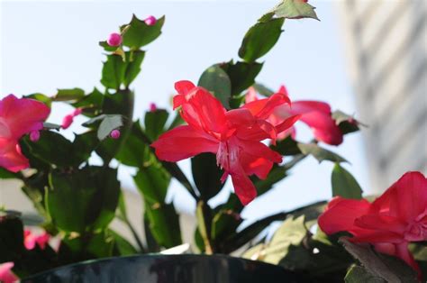 Come on in and learn how! The Best Ideas for Christmas Cactus Care Indoor - Home ...