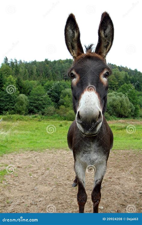 Brown Donkey Stock Photo Image Of Meadow Mulish Mule 20924208