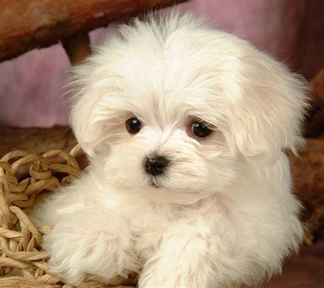 Cute Baby Dogs Wallpapers Wallpaper Cave