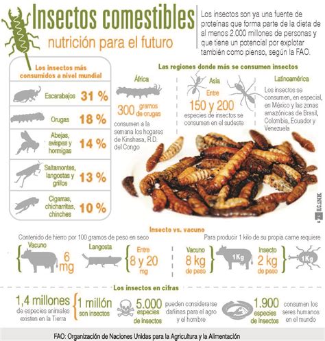Insectos Para Nutrirse El Diario Ecuador