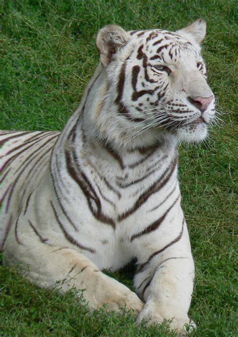 The great collection of white android wallpaper for desktop, laptop and mobiles. White Tiger Android Wallpapers | WallPics