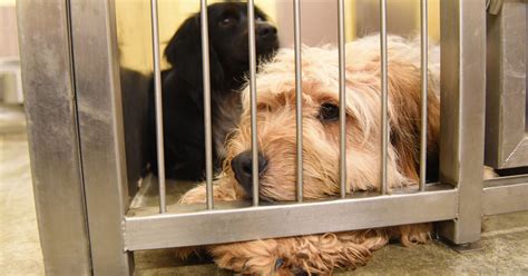 20 Dogs Rescued By Humane Society