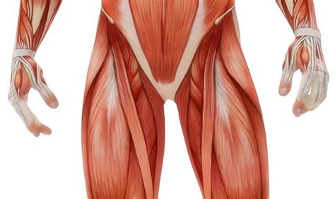Groin Muscles Diagram Muscles Of The Thigh And Gluteal Region Part