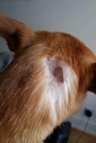 Sudden Skin Irritation And Bald Patch Chihuahua People Forum