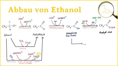Abbau Von Ethanol Bzw Alkohol Adh Meos Katalase Youtube
