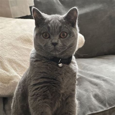 British Shorthair Cat For Adoption In Birmingham West Midlands England