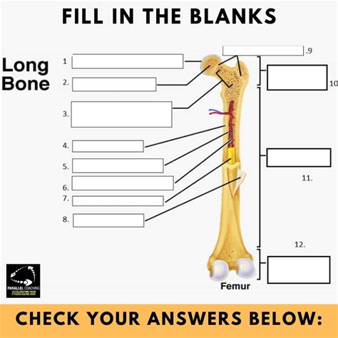 ️long Bone Diagram Worksheet Free Download