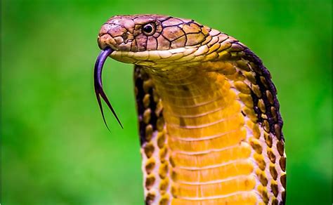8 Interesting Facts About The King Cobra Worldatlas