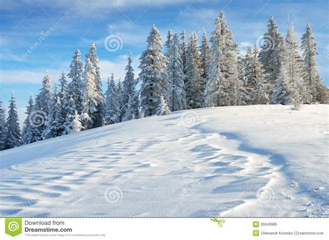 Winter Forest In Mountains Royalty Free Stock Photo