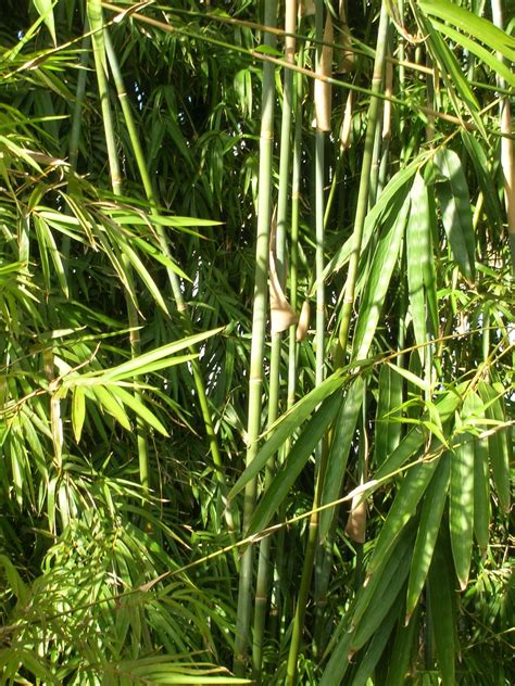 Bambusa Textilis Var Gracilis Slender Weavers Bamboo1 Richard
