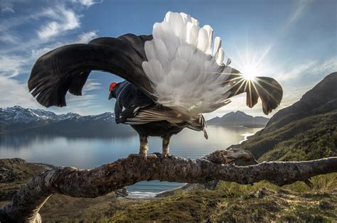 Winners Of The Bigpicture Natural World Photography Competition