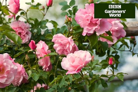 How To Train A Climbing Rose Bbc Gardeners World Magazine