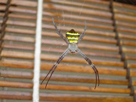 Yellow Black Striped Spider 1 View Large Size Rajan Medhekar