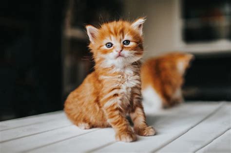 Top Male Cat Names For 2020 The Most Popular Names For