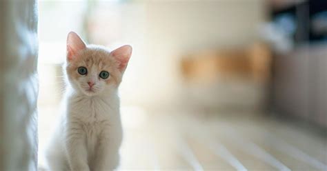 Wallpaper Pc Hd Kucing