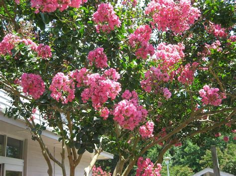 When you plant flowering trees in your landscape, you're assured of bursts of red, white, pink or yellow every year at about the same time. Luxury 19 best trees for front yard landscaping in 2020 ...