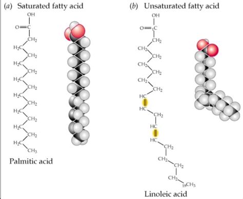 Fatty Acid Chemical Structure