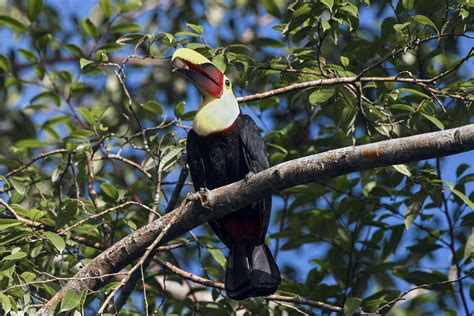 Chestnut Mandibled Toucan In 2022 Wildlife Photography Travel