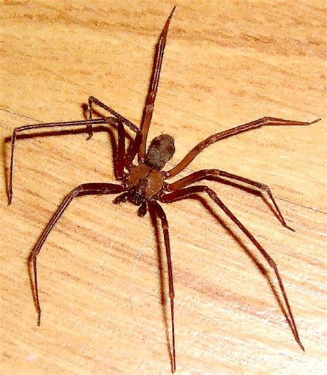A Brown Recluse Spider From Wichita Falls Texas Bugs In The News