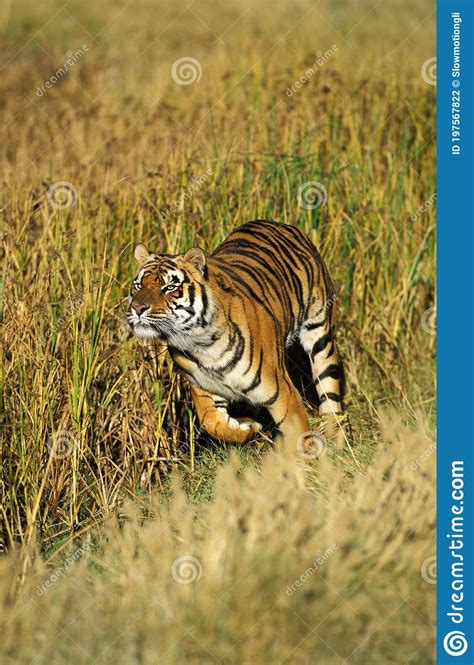 Bengal Tiger Panthera Tigris Tigris Adult Running Stock Photo Image