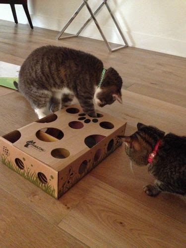 Cat Amazing Best Cat Toy Ever Interactive Puzzle Box
