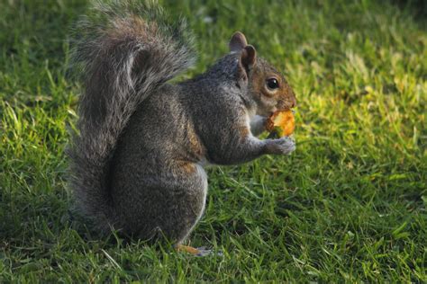 Squirrel Eating Apple Core Alanrharris53 Flickr