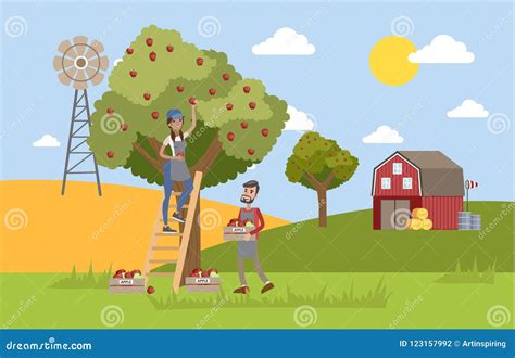 Female Farmer Picking Apples From The Tree Stock Vector Illustration