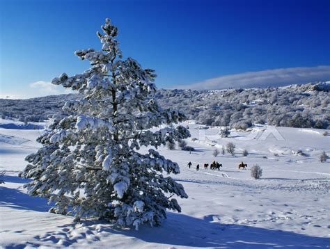Spruce Trees Covered By Snow In Beautiful Winter Landscape