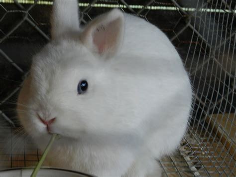 Netherland Dwarf Rabbit Breed Information Care Guide Uk