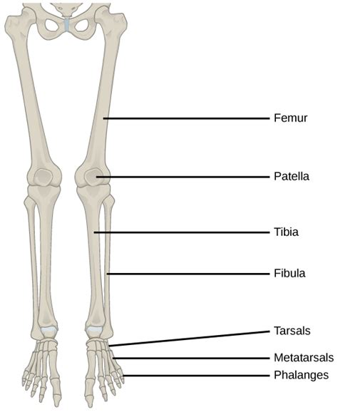 Endoskeleton Human Axial Skeleton And Human Appendicular Skeleton And It