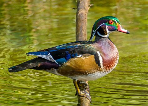 20 Most Beautiful And Colorful Duck Images From Around The World