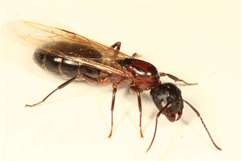 Winged Carpenter Ant Camponotus Nearcticus Bugguidenet