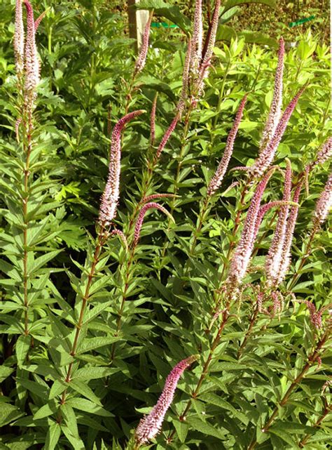 Erika is a big looker among culver's root varieties. Virginische ereprijs - Veronicastrum virginicum 'Erika ...