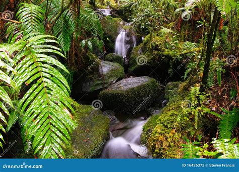 Rainforest Stream Stock Image Image Of Rainforest Water 16426373