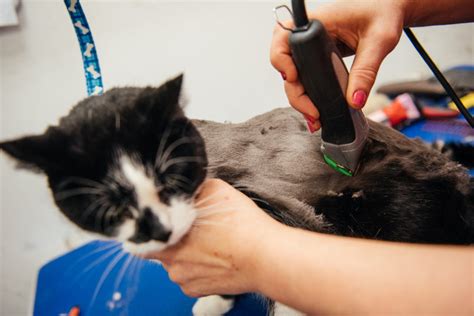 Theres More Than One Way To Shave A Cat The New York Times