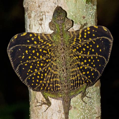 Flying lizards are agile gliders with a unique wing design, capable of active control over their glide path. Draco melanopogon is an agamid flying lizard found in ...