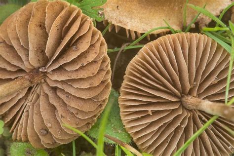 Common Fieldcap Agrocybe Pediades Mushrooms Of Eastern