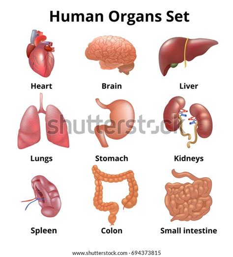 Realistic Human Organs Set Anatomy Stock Illustration 694373815