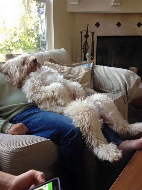 Relaxing With A Goldendoodle Lustige Welpen Hund Funnies Lustige