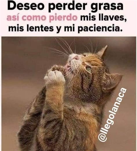 Hoy Es El Día Internacional Del Gato Checa Estos Divertidos Memes