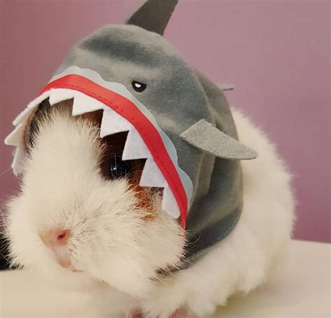 13 Epically Cute Guinea Pig Costumes That Win Halloween