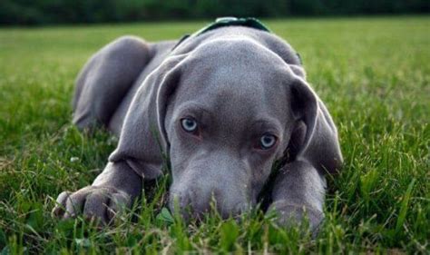 Infatti, sono in grado di tollerare una dieta ricca di amidi, inadatta per qualsiasi altra specie di canidi. Cani di razza: bracco di Weimar detto il Fantasma Grigio